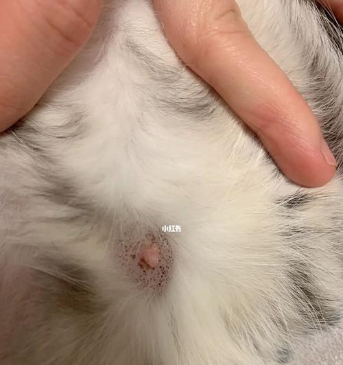 小猫找不到怎么办？（宠物饲养中的必知之事）