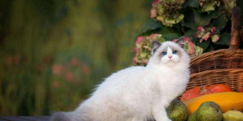 探秘可爱的小猫（揭秘小猫的外形和活动特点）