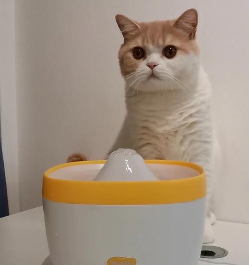 小猫不吃东西怎么办？（探究宠物饮食习惯及应对方法）