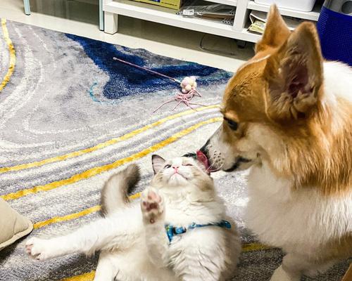 小猫和小狗的单位名称是什么？（探究宠物猫狗的单位名称及其意义）