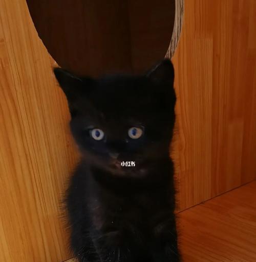 如何处理宠物小猫身上的黑色物质（探讨黑色物质形成原因以及有效的清理方法）