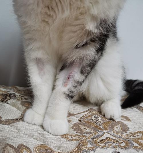 小猫绝育的时机（了解宠物健康，给小猫的关爱）