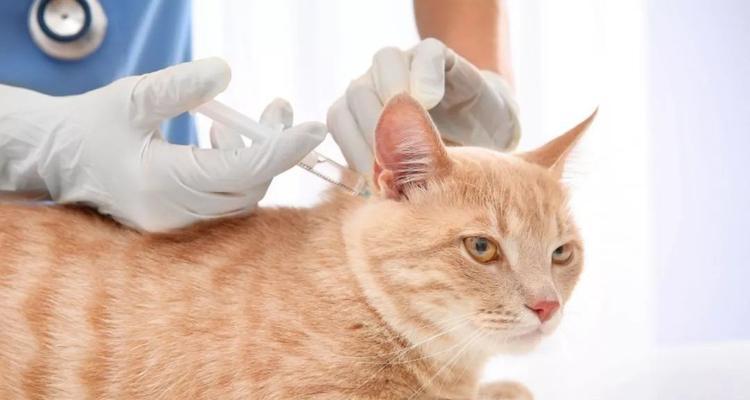 小猫误食过量驱虫药怎么办？（宠物健康警钟已响起，立即救援是关键！）