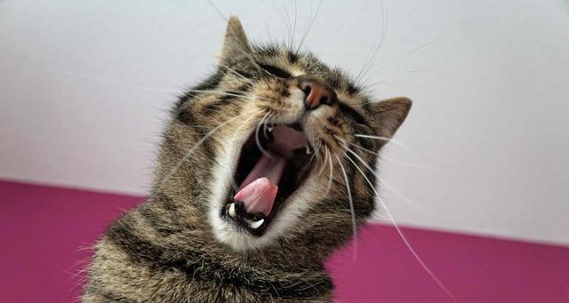 小猫脾气暴躁咬人怎么办？（宠物主人必看，培养温顺小猫的秘诀）