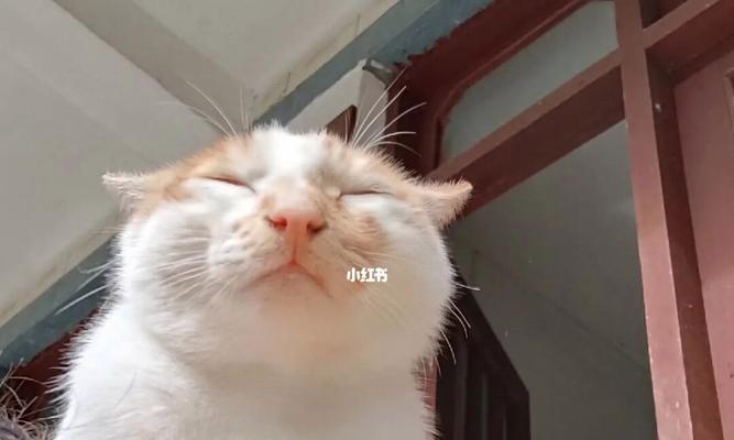 小猫脾气暴躁咬人怎么办？（宠物主人必看，培养温顺小猫的秘诀）