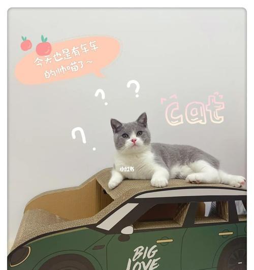 小猫为何喜欢趴在汽车底盘下？（探寻宠物行为学的奥秘）