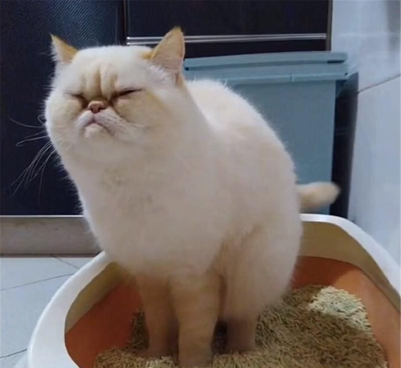 探究小猫对猫砂盆的喜爱与睡眠需求（探究小猫对猫砂盆的喜爱与睡眠需求）
