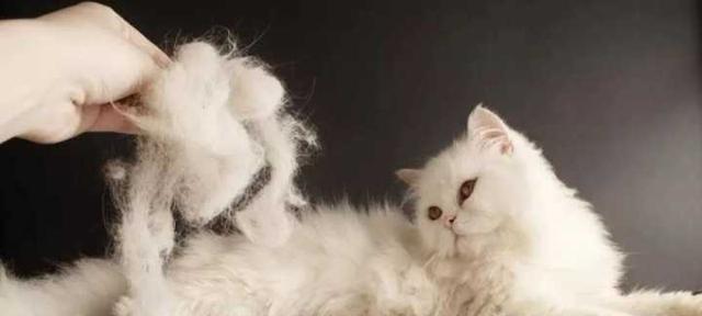 小猫为什么总舔其他猫的屁股？（探究猫咪间交流的神秘方式）