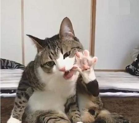 小猫为什么总舔其他猫的屁股？（探究猫咪间交流的神秘方式）