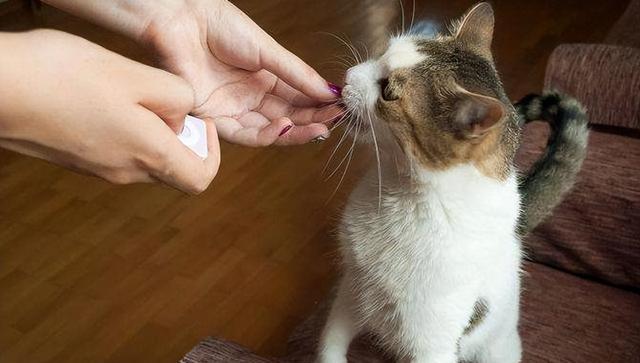 宠物猫的咬人行为及叫声意义（揭秘猫咬人原因和叫声含义，宠物猫的行为解析）