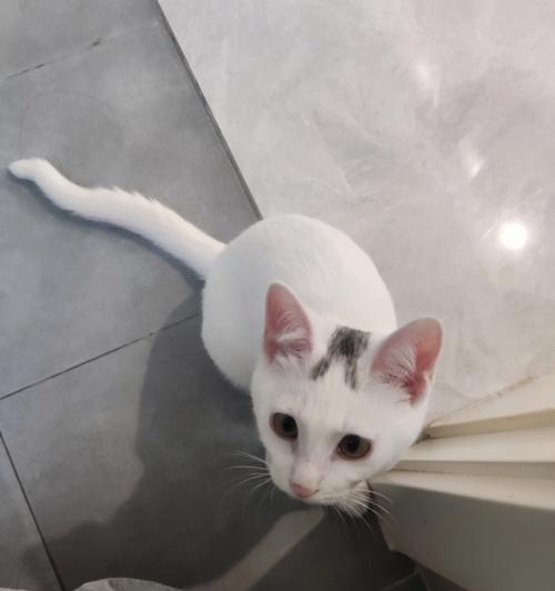小猫咪为什么会竖起尾巴？（揭开小猫咪尾巴竖起的原因和含义）