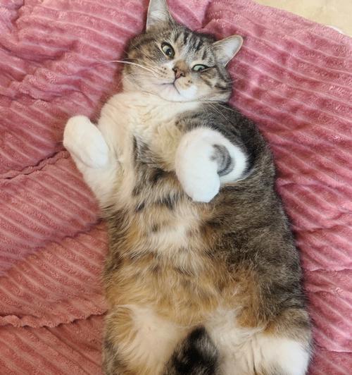 小猫咪为什么会竖起尾巴？（揭开小猫咪尾巴竖起的原因和含义）