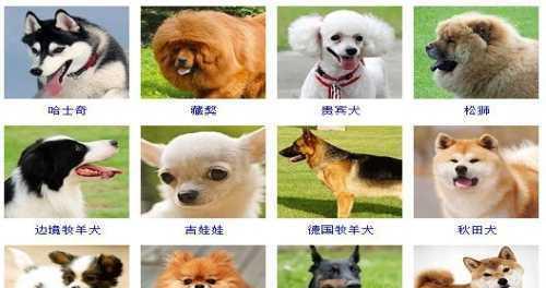 探秘最小的宠物狗品种——茶杯犬（从外貌到性格全面了解茶杯犬，让你彻底爱上这个小可爱）