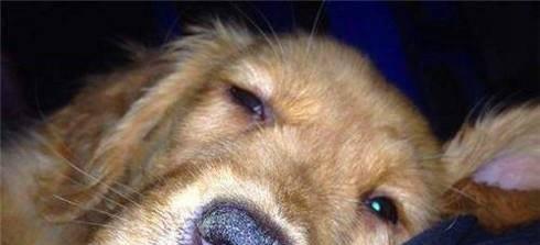 狗鼻子干的原因和解决方法（宠物爱好者必读，关注狗鼻子的健康！）