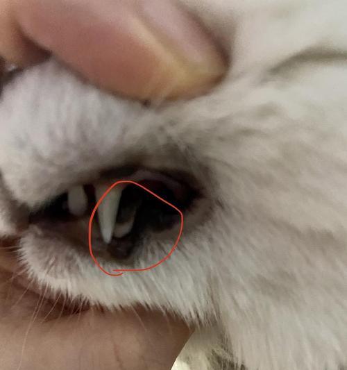 小猫牙龈发炎应对指南（宠物饲主必备的护理方法与注意事项）