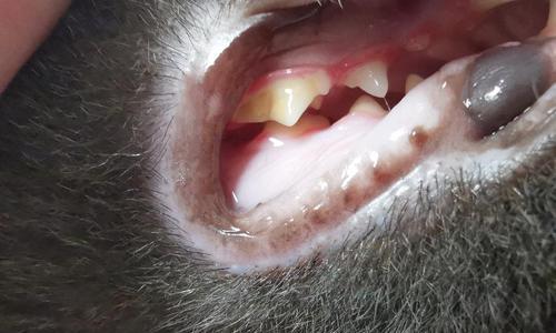 小猫牙龈发炎应对指南（宠物饲主必备的护理方法与注意事项）
