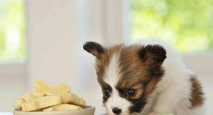 幼犬吃泡软的狗粮的危害（为什么不要给幼犬吃泡软的狗粮？）