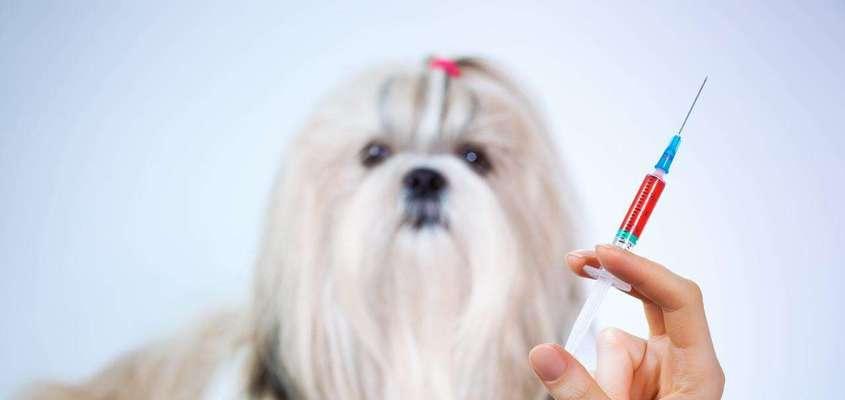 幼犬打疫苗期间感冒了该怎么办？（以宠物为主，小心谨慎护理，让它早日康复）