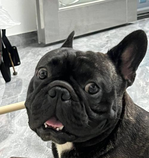 让幼犬法斗安心吃饭——如何选择不容易拉肚子的狗粮（以宠物为主，合理饮食从我做起）