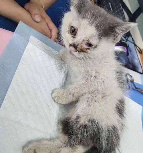 如何判断猫咪的脚是否骨折（掌握这些方法，让宠物猫更健康）