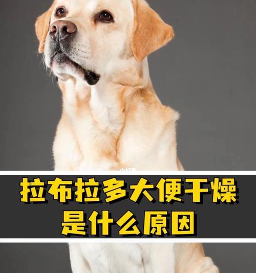 拉布拉多幼犬的便便（了解幼犬的健康状况）