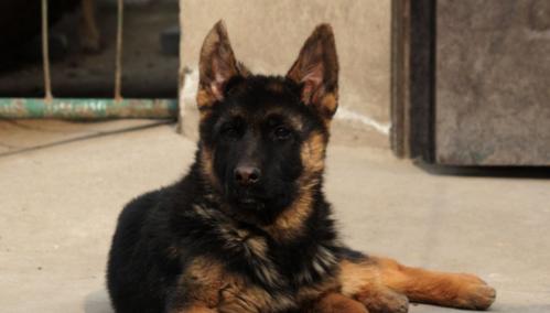德国牧羊犬价格分析（了解宠物市场，掌握购买技巧，轻松选购最优秀的德国牧羊犬）