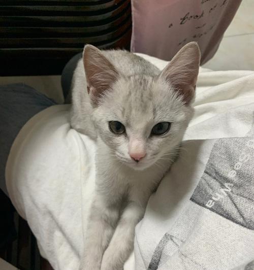 在遵义寻找爱的伙伴——猫咪领养指南（寻觅真爱，一起成长——遵义猫咪领养的流程、福利与注意事项）