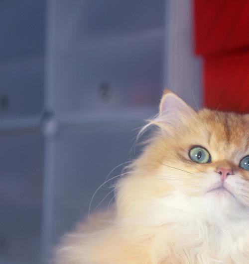 长毛猫咪品种大全（探寻那些温柔可人的长毛猫咪）