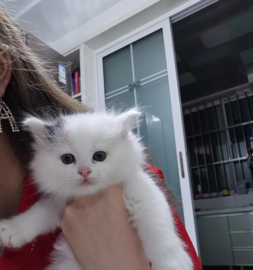 长毛猫咪品种大全（探寻那些温柔可人的长毛猫咪）
