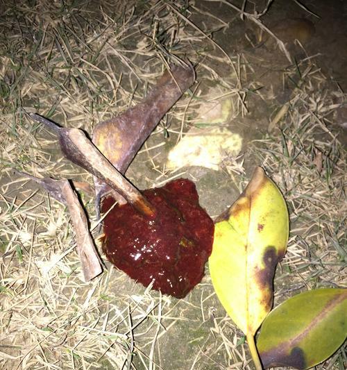 狗狗下面有血丝的原因及解决方法（宠物健康小贴士，让你的狗狗远离下面出血）