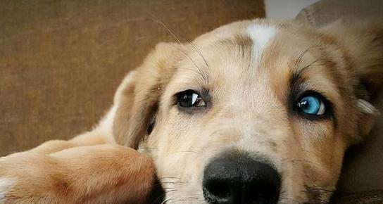 狗狗为何会像人一样咳嗽？（探究狗狗咳嗽的原因和处理方法）