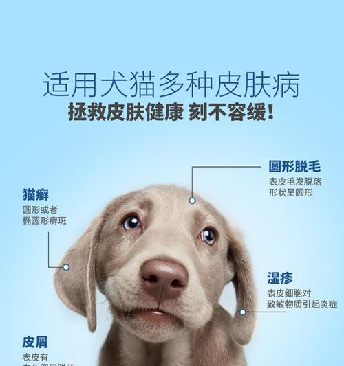 治疗狗狗小面积真菌皮肤病的有效药物（以宠物为主，专家推荐）
