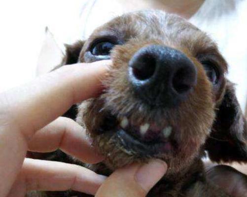 狗狗牙周炎全面解析（预防、诊断和治疗，让你的宠物远离疼痛）