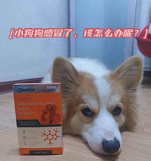 宠物狗感冒病程及治疗方法