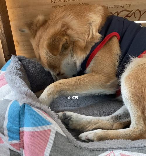 狗狗排尿行为揭秘（以狗排尿界定领地的意义及影响）