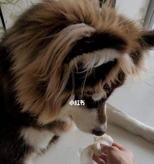 狗屁股红肿擦点什么？详细解析（以宠物为主，保护好狗狗的小屁屁）