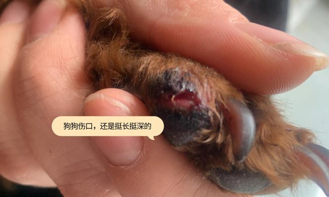 狗伤口长白色物质，是什么？如何处理？（狗主人必读，教你正确应对狗的伤口问题）