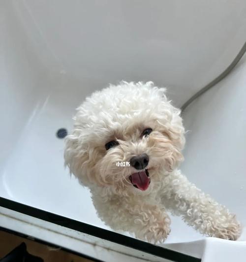 狗狗50天可以洗澡吗？（宠物狗的洗澡注意事项）