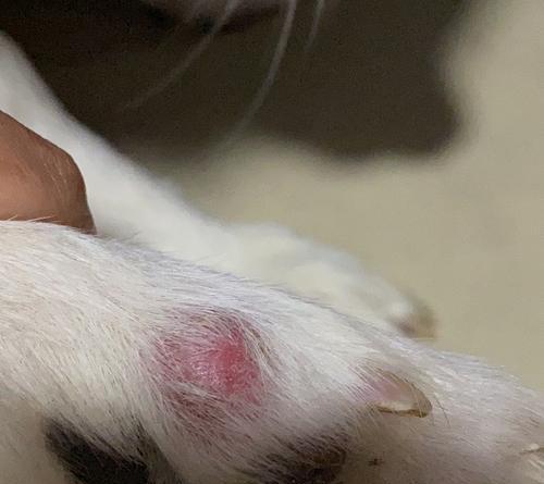 狗嘴边一圈全是疙瘩？别慌，了解一下！（宠物狗出现口腔疙瘩的原因及应对方法）