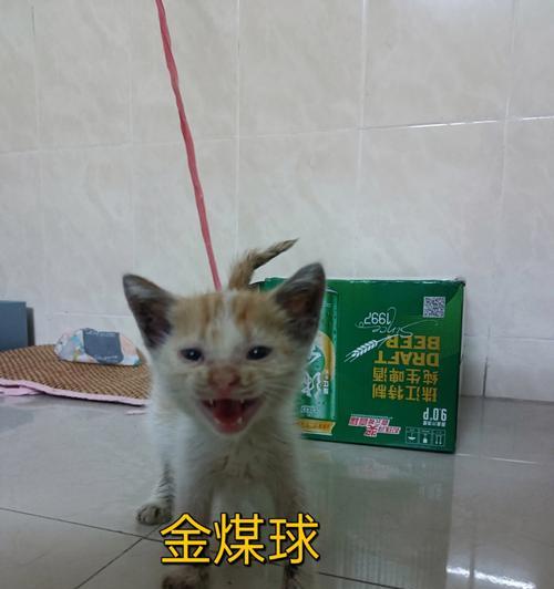大猫与小猫的相处之道（家里的大猫一直追着新来的小猫，如何化解矛盾？）