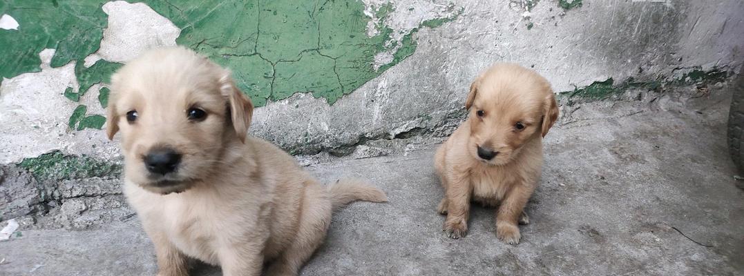 以金毛饲养幼犬的注意事项（宠物养育技巧分享，让幼犬健康成长）