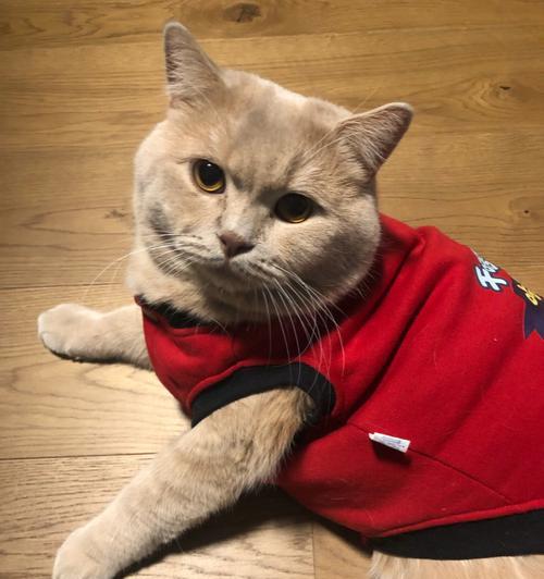胖猫咪大——爱蹭猫咪们的专属福利！（可爱胖猫咪的天堂，让你爱不释手！）