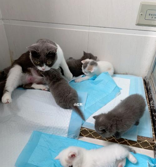 寻找爱的家——领养小猫广告（拯救流浪猫，给宠物一个温暖的家）