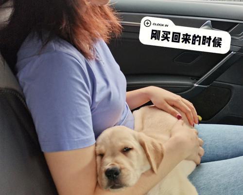 如何合理地为满月的拉布拉多选择狗粮（以宠物为主，养狗如养儿，精选好狗粮是关键）