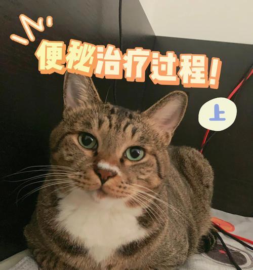 如何让猫咪告别便秘？（爱喝水是关键，多种方法帮助猫咪排便）