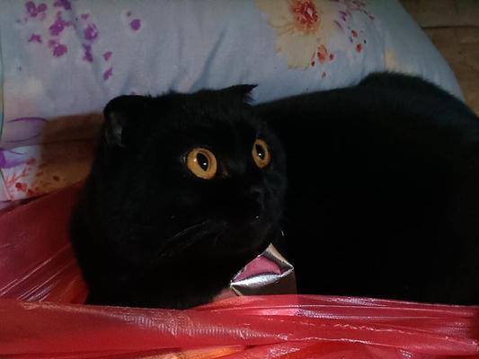 猫屁股为什么会流黑色的东西？（探究猫屁股流黑色物质的成因与解决方案）