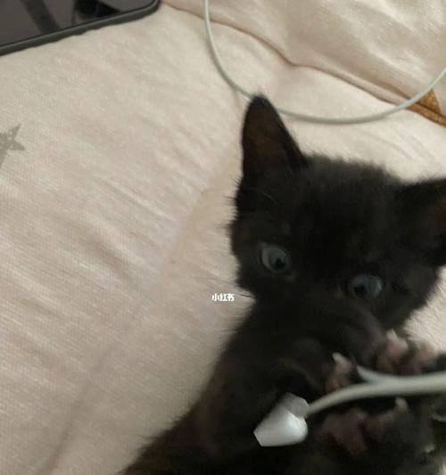 猫屁股为什么会流出黑色的东西？（探究宠物猫屁股黑色物质的成因和危害）