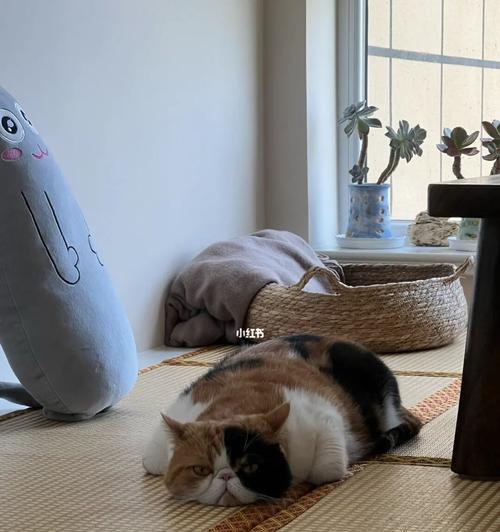 如何帮助新生小猫克服不吃东西的问题（宠物护理技巧，带给您健康的小猫）