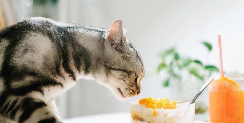 如何帮助新生小猫克服不吃东西的问题（宠物护理技巧，带给您健康的小猫）
