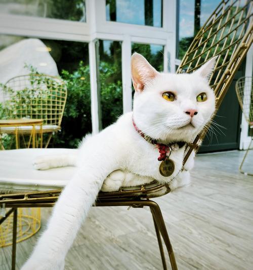 猫咪的安逸生活（探秘猫咪的宠物世界，用心呵护它们的幸福生活）